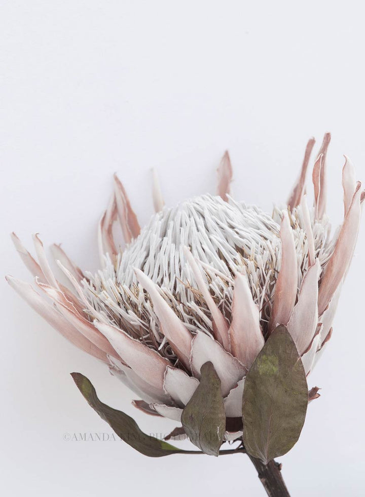 Old King Protea I