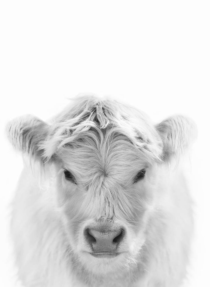 White Highland Calf B&W