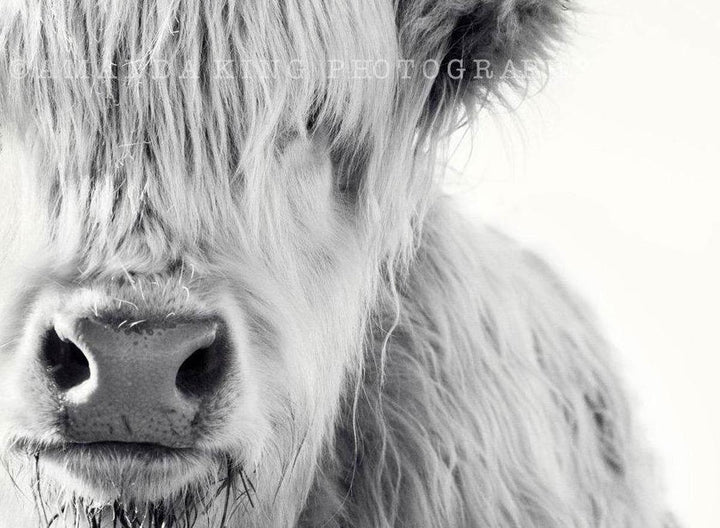 The White Highland Cow B&W