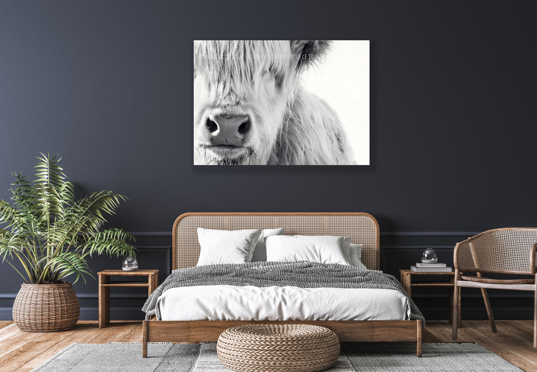 The White Highland Cow B&W